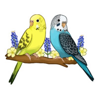 cute budgies | Teevron