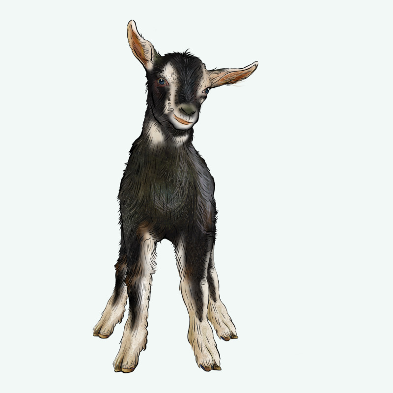 Hand Drawn Baby Alpine Goat Premium Hoodie by LillyAllenDesigns | Teevron