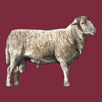 Katahdin Sheep Premium Hoodie | Teevron