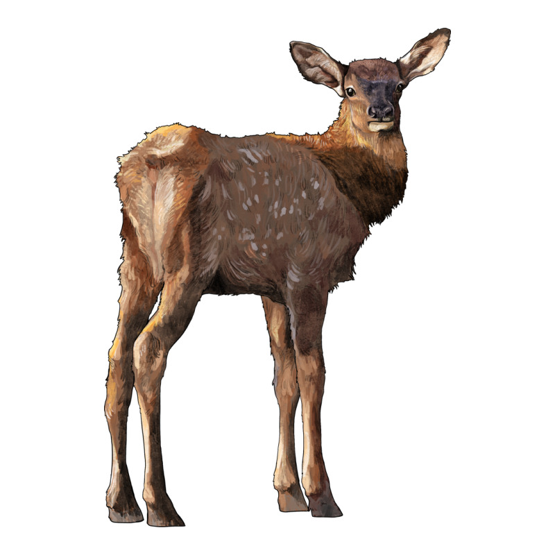 Elk Fawn Deer Premium Hoodie by LillyAllenDesigns | Teevron