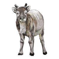 reindeer fawn deer | Teevron