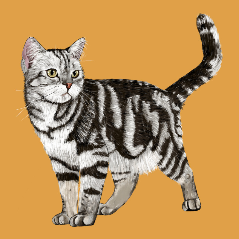 American Shorthair Cat Premium Hoodie by LillyAllenDesigns | Teevron