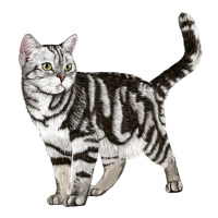 American Shorthair Cat | Teevron