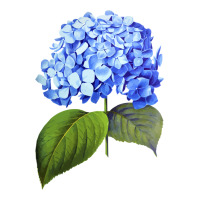 Blue  hydrangea | Teevron