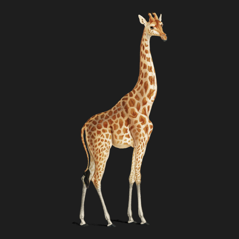 Giraffe Heavyweight Hoodie by artisFamous | Teevron