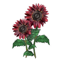 2 Chocolate sunflower | Teevron
