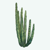 Organ Pipe Cactus Premium Hoodie | Teevron