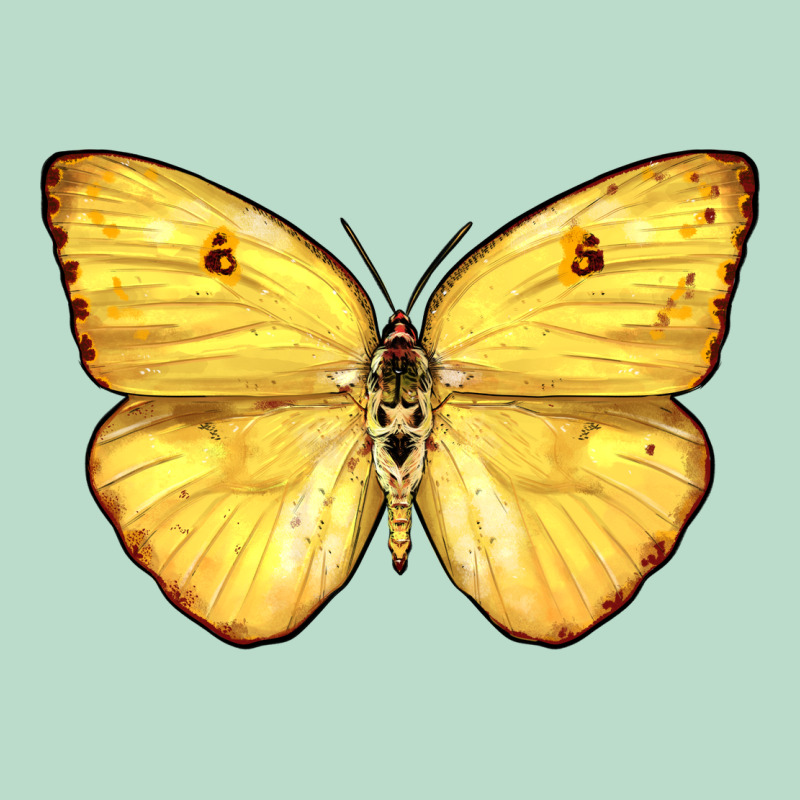 Cloudless Sulphur Butterfly Premium Hoodie by LillyAllenDesigns | Teevron
