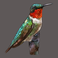 Ruby Throated Hummingbird Bird Premium Hoodie | Teevron
