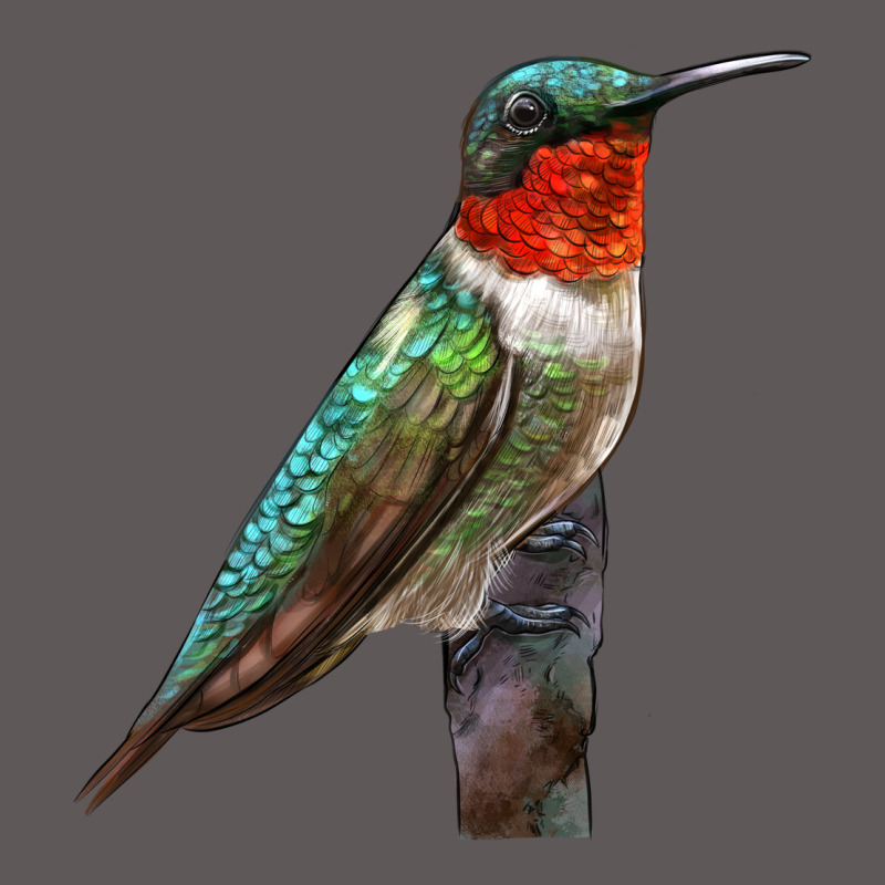 Ruby Throated Hummingbird Bird Premium Hoodie by LillyAllenDesigns | Teevron
