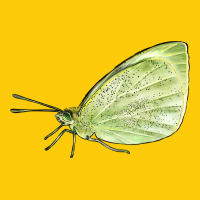 Cabbage White Butterfly Premium Hoodie | Teevron