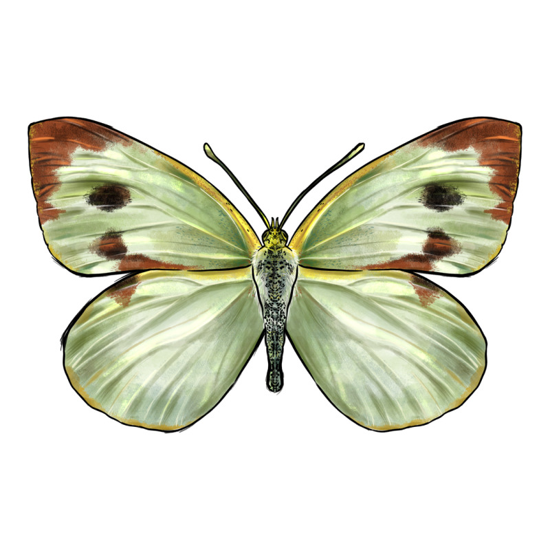 Cabbage Butterfly Premium Hoodie by LillyAllenDesigns | Teevron