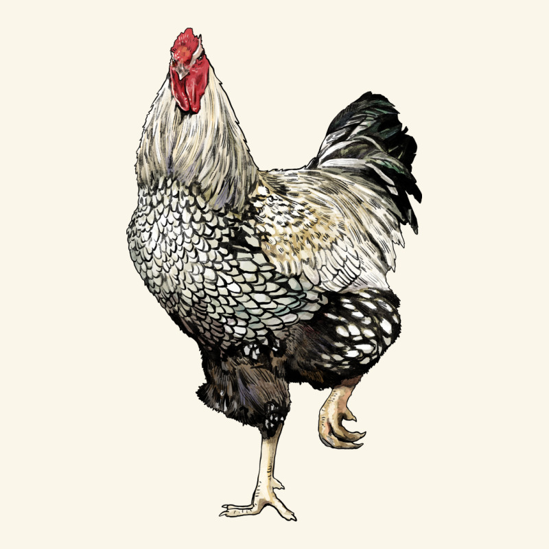 Wyandotte Rooster Premium Hoodie by LillyAllenDesigns | Teevron