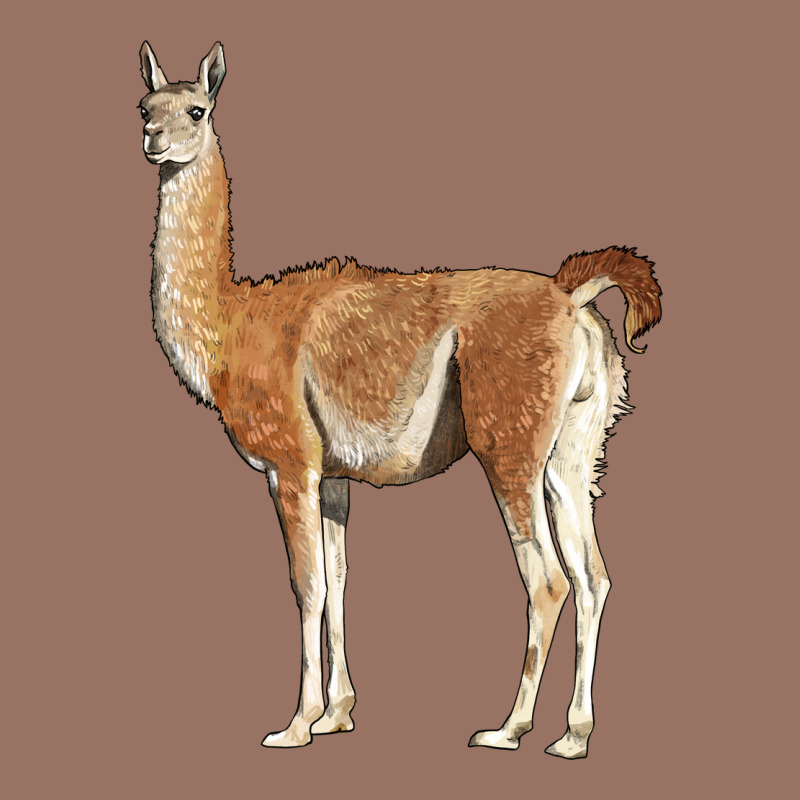 Guanaco Llama Premium Hoodie by LillyAllenDesigns | Teevron