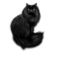 black cat | Teevron