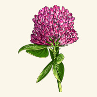 Red Clover Illustrations Premium Hoodie | Teevron