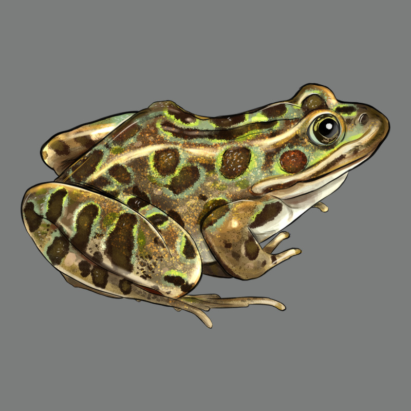 Northern Leopard Frog Premium Hoodie by LillyAllenDesigns | Teevron