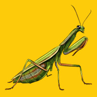 Mantis Premium Hoodie | Teevron