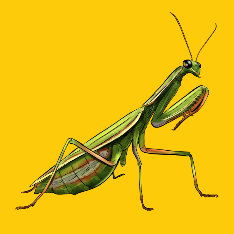 Mantis Premium Hoodie by LillyAllenDesigns | Teevron