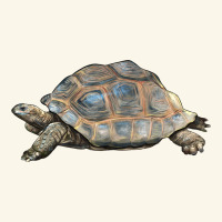 Tortoise Illustrations Premium Hoodie | Teevron