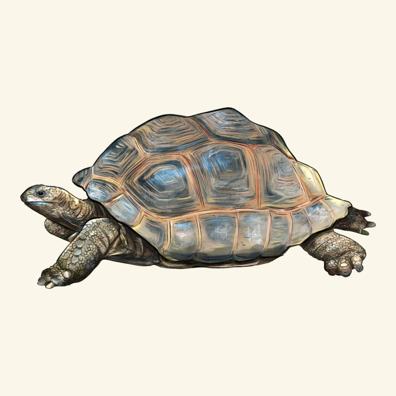 Tortoise Illustrations Premium Hoodie by LillyAllenDesigns | Teevron