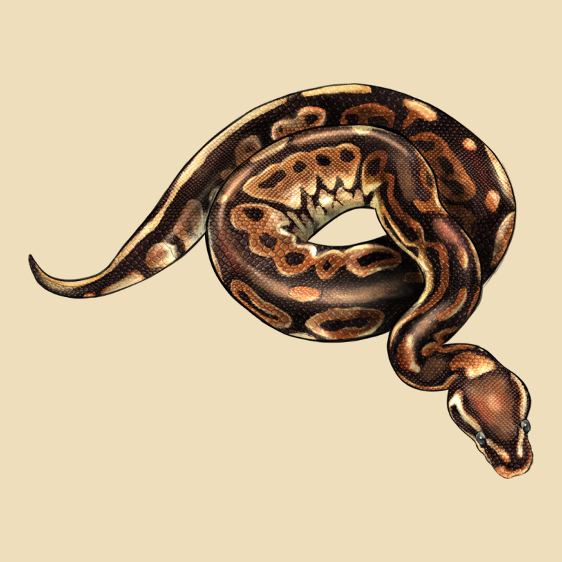 Royal Ball Python Illustrations Premium Hoodie by LillyAllenDesigns | Teevron