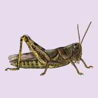 Grasshopper Premium Hoodie | Teevron