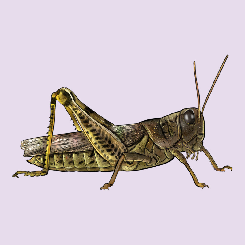 Grasshopper Premium Hoodie by LillyAllenDesigns | Teevron