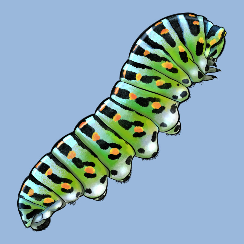Papilio Machaon Caterpillar Premium Hoodie by LillyAllenDesigns | Teevron