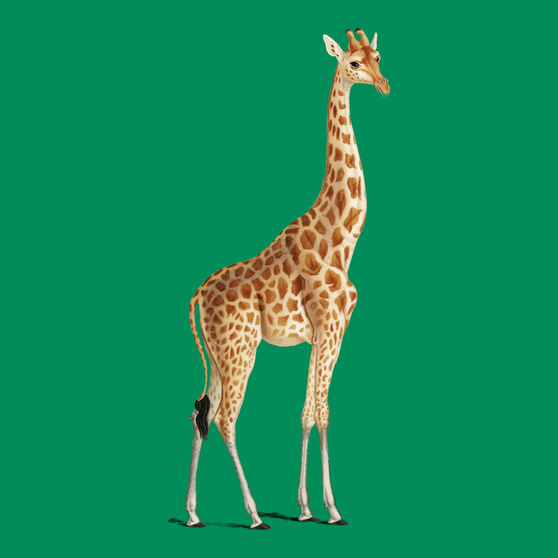Giraffe Urban Hoodie by artisFamous | Teevron