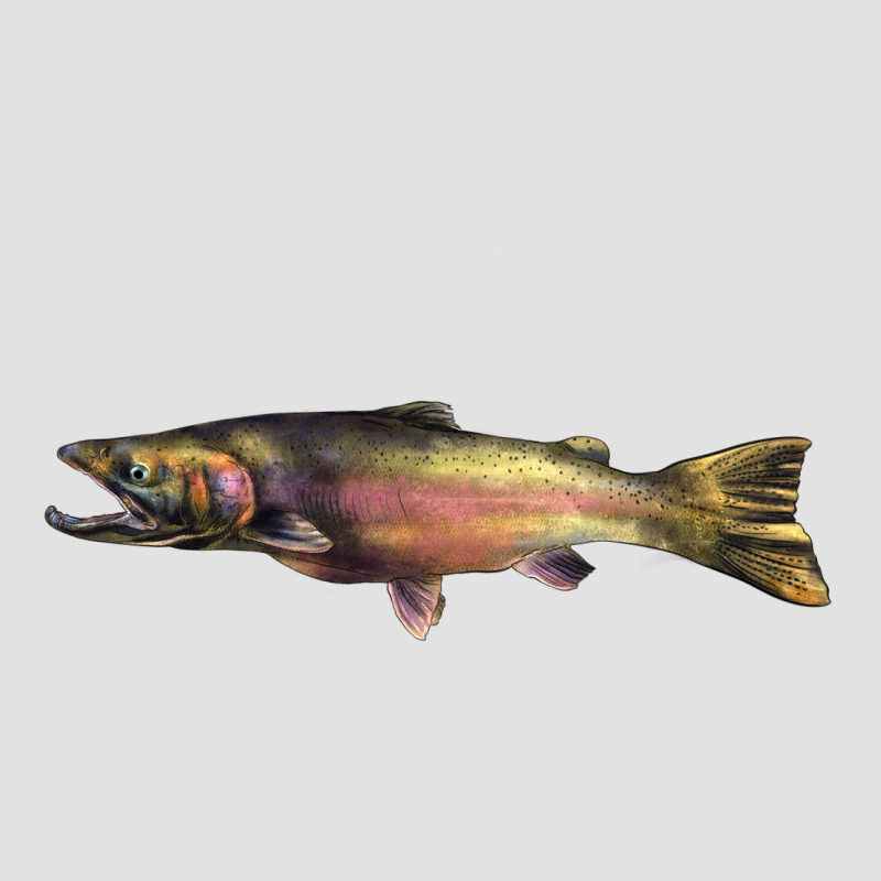 Steelhead Trout Premium Hoodie by LillyAllenDesigns | Teevron