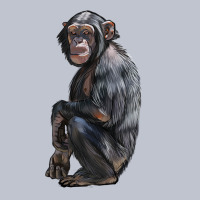 Chimpanzee Illustrations Premium Hoodie | Teevron