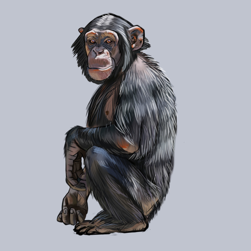 Chimpanzee Illustrations Premium Hoodie by LillyAllenDesigns | Teevron
