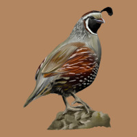 California Quail Bird Long Sleeve Tee | Teevron