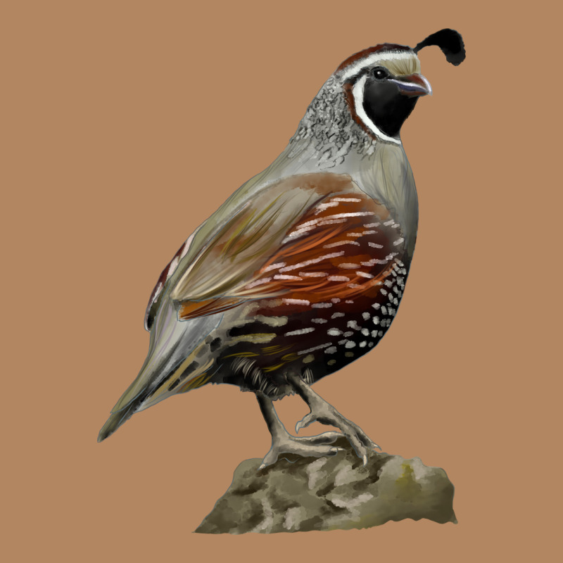 California Quail Bird Long Sleeve Tee by RanaPortraitStore | Teevron