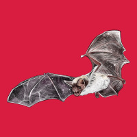 Mexican Free Tailed Bat Premium Hoodie | Teevron