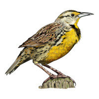 Western Meadowlark | Teevron