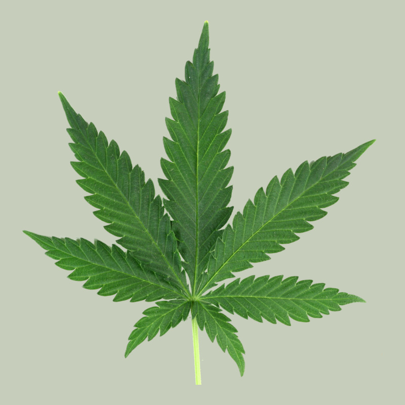 Weed Leaf Ladies Tee by artisFamous | Teevron