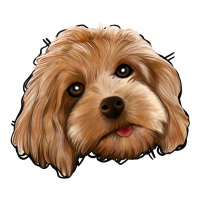 Cockapoo | Teevron