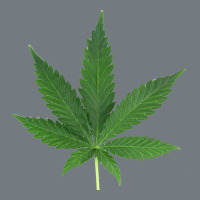 Weed Leaf Heavyweight Sweatshirt | Teevron