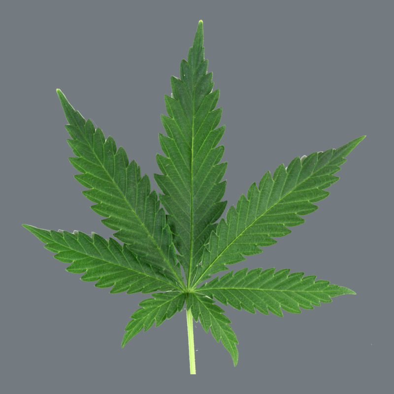 Weed Leaf Heavyweight Sweatshirt by artisFamous | Teevron