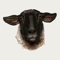 Suffolk Ewe Head Zipper Hoodie | Teevron