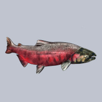 Chinook Salmon Fish Illustrations Premium Hoodie | Teevron