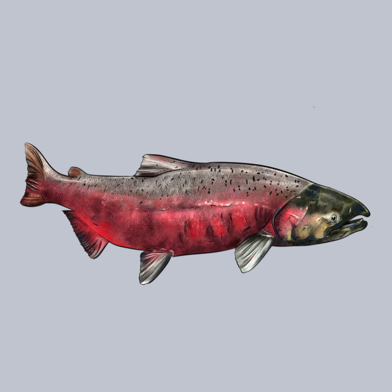 Chinook Salmon Fish Illustrations Premium Hoodie by LillyAllenDesigns | Teevron