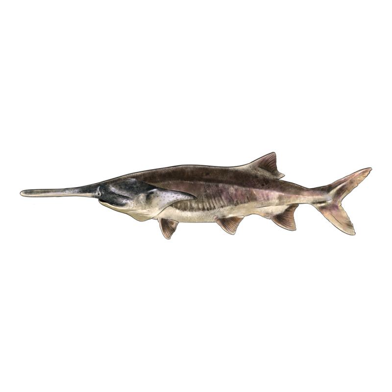 Paddlefish Illustrations, Premium Hoodie by LillyAllenDesigns | Teevron