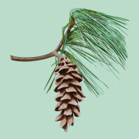 White Pine Cone Premium Hoodie | Teevron