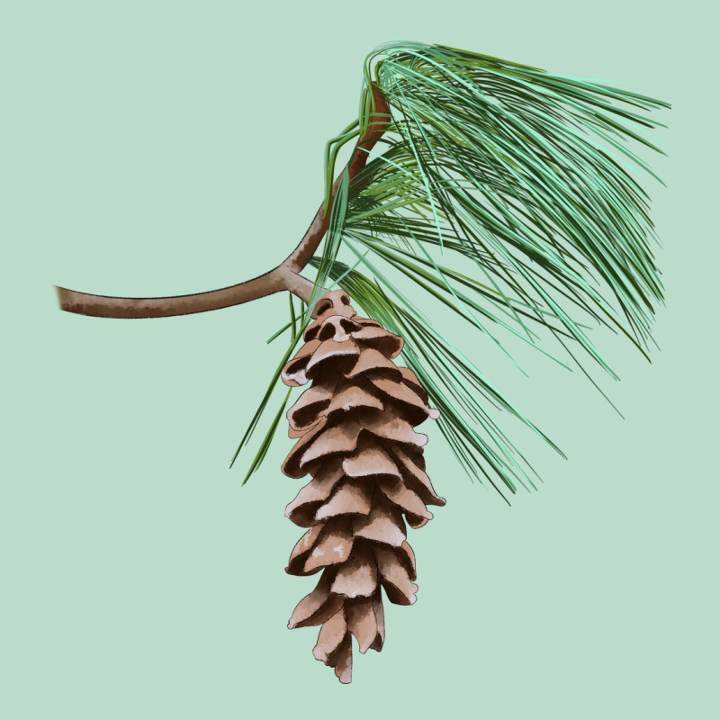 White Pine Cone Premium Hoodie by LillyAllenDesigns | Teevron