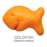 Scientific Goldfish | Teevron