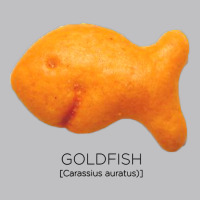 Scientific Goldfish Long Sleeve Tee | Teevron