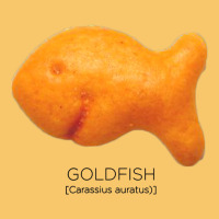 Scientific Goldfish Vintage Hoodie | Teevron
